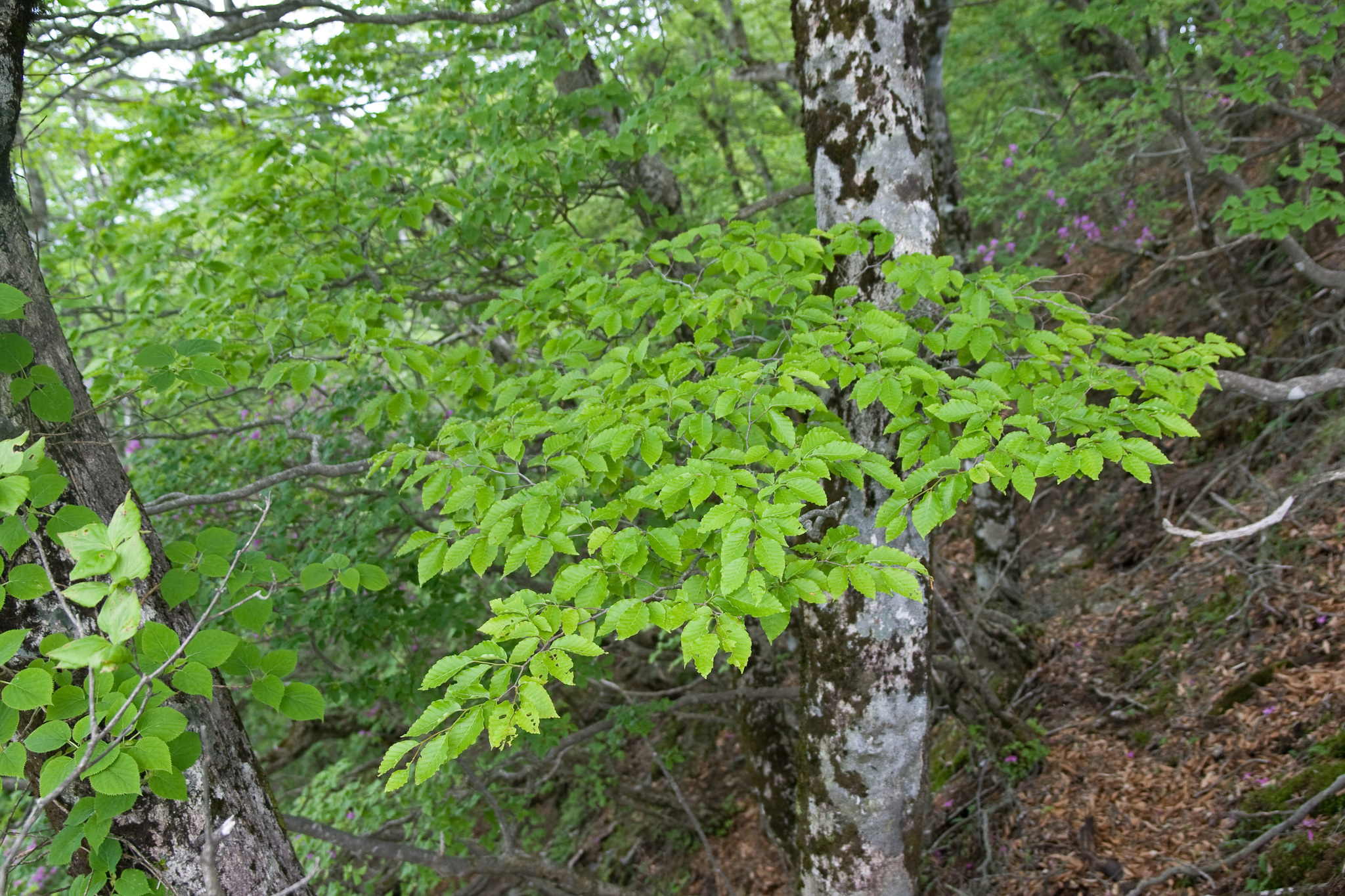 Japanese Blue Beech (Fagus japonica)  iNaturalist