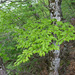 Japanese Blue Beech - Photo (c) Σ64, some rights reserved (CC BY)