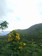 Senna surattensis