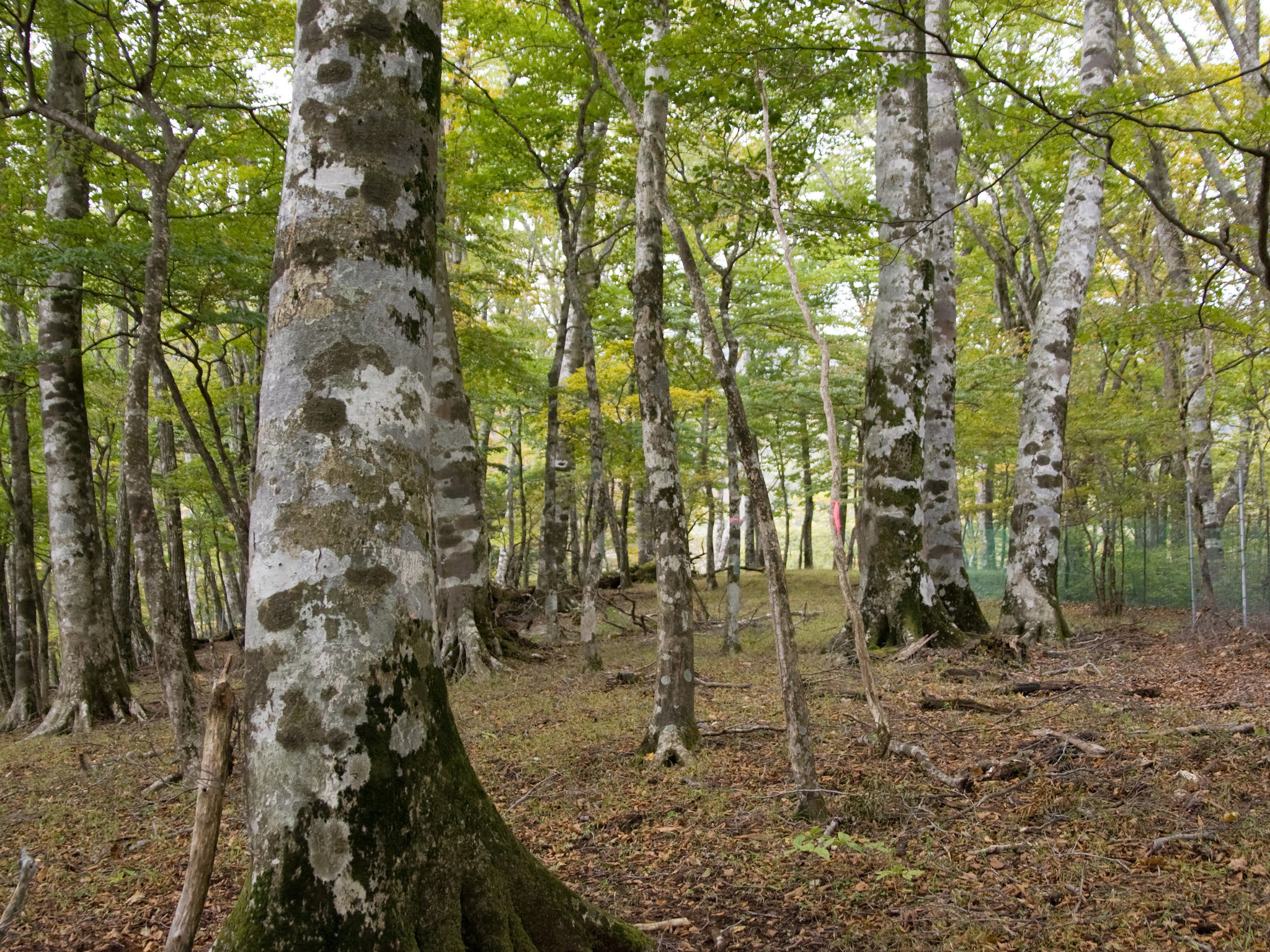 fagus lkw mit plane Fagus LKW Muldenkipper online kaufen – KOKOMOO