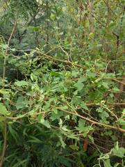 Chenopodium oahuense