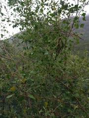 Chenopodium oahuense