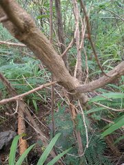 Chenopodium oahuense