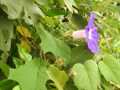 Ipomoea villifera