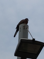 Streptopelia chinensis