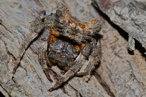 Common Bark Spider