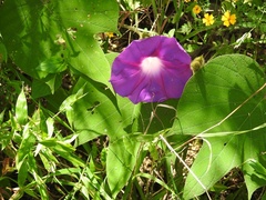Ipomoea villifera