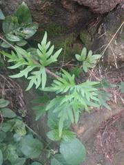 Doryopteris decipiens
