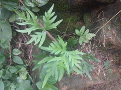 Doryopteris decipiens