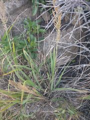 Eragrostis variabilis