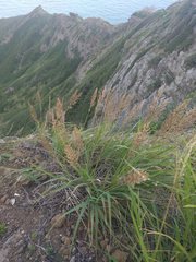 Eragrostis variabilis