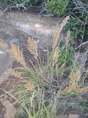 Eragrostis variabilis