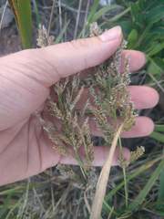 Eragrostis variabilis