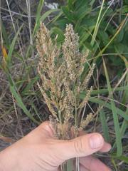 Eragrostis variabilis
