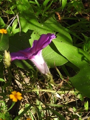Ipomoea villifera