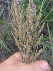 Eragrostis variabilis