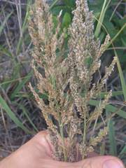 Eragrostis variabilis