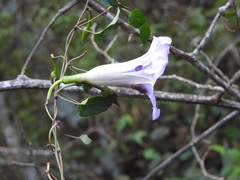 Ipomoea lindenii