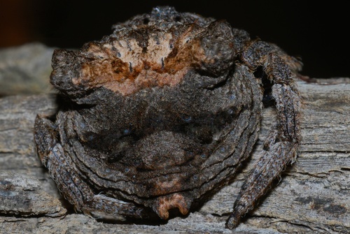 Common Bark Spider