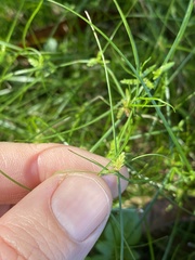 Cyperus gracilis