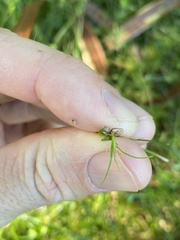 Cyperus gracilis