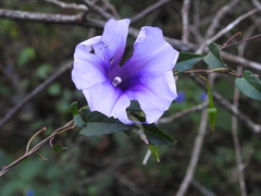 Ipomoea lindenii