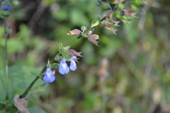 Salvia leptostachys
