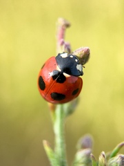 Coccinella septempunctata