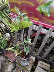 Cyrtosperma merkusii