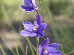 Thelymitra purpurata