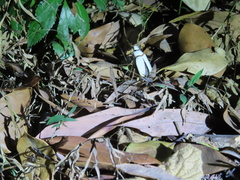 Cyphochilus apicalis