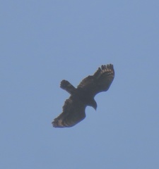 Spilornis cheela
