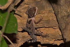 Cyrtodactylus angularis