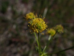 Sanicula arguta