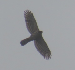 Accipiter trivirgatus