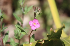 Oenothera rosea