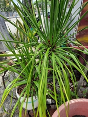 Dracaena cambodiana