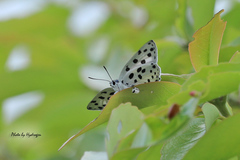 Tajuria maculata