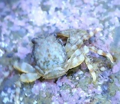 Petrocheles spinosus