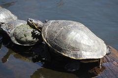 Trachemys grayi