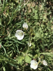 Phacelia viscida albiflora