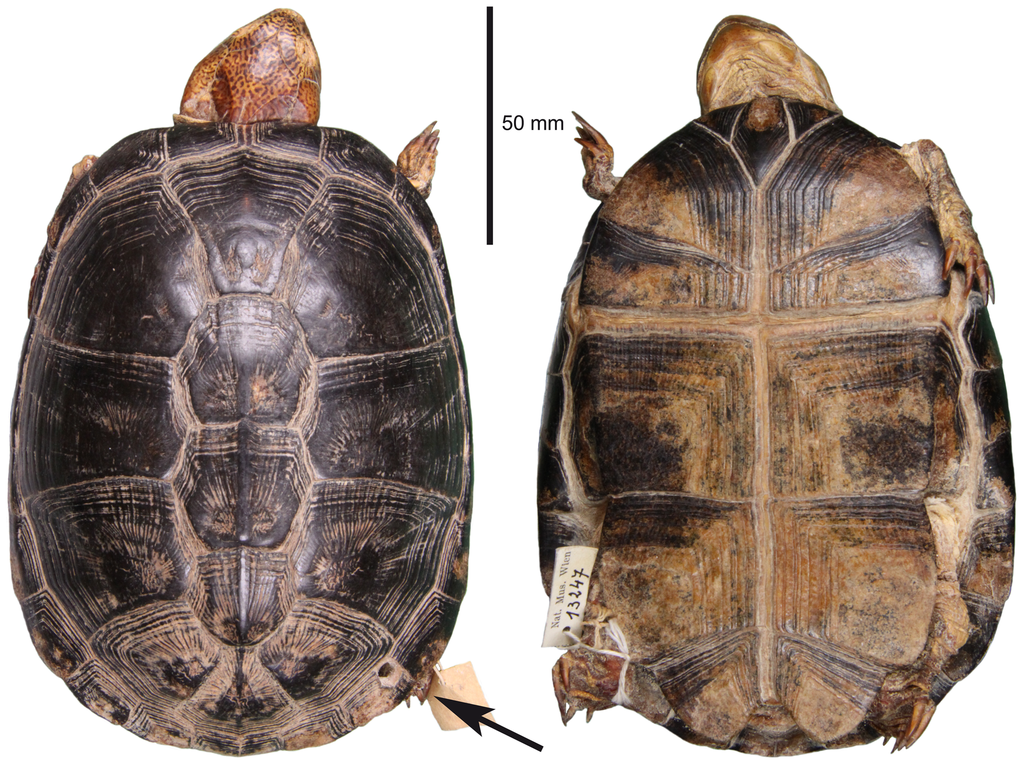 Pelusios castaneus
