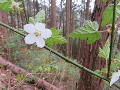 Rubus palmatus coptophyllus