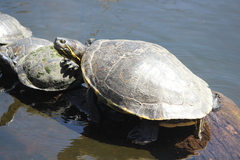 Trachemys grayi