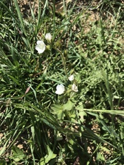 Phacelia viscida albiflora