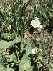 Phacelia viscida albiflora