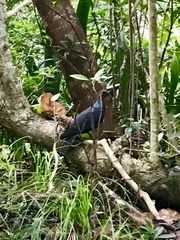 Columba janthina nitens
