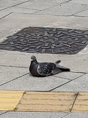 Columba livia domestica