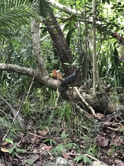 Columba janthina nitens
