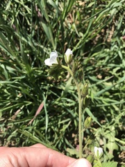 Phacelia viscida albiflora